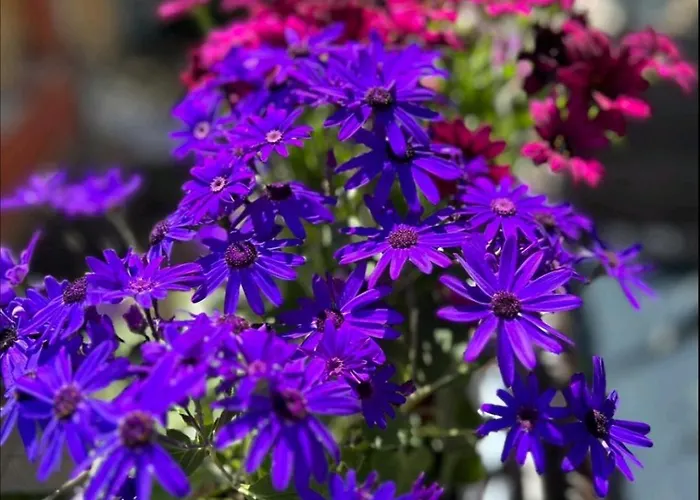 Ivy Гостьовий будинок