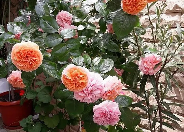 Ivy Гостьовий будинок