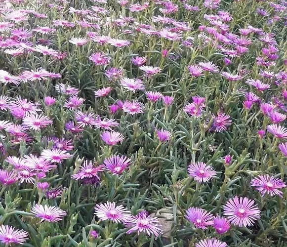 Гостьовий будинок Ivy Равда