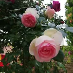 под наем иви - Maison d'hôtes Ravda