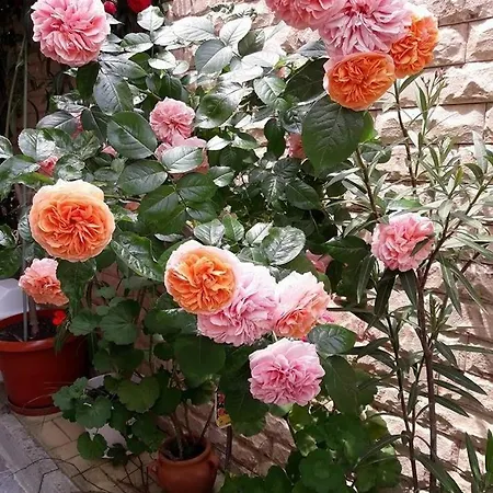 Ivy 게스트하우스