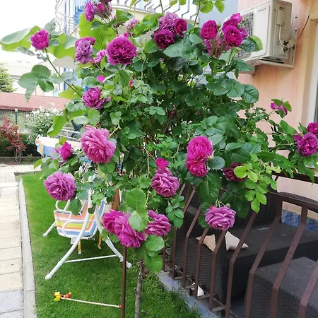 Ivy 2*