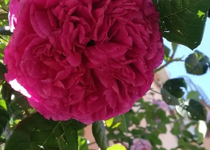 ゲストハウス Ivy ラヴダ