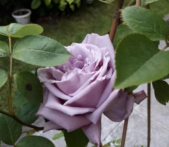 ゲストハウス Ivy ラヴダ