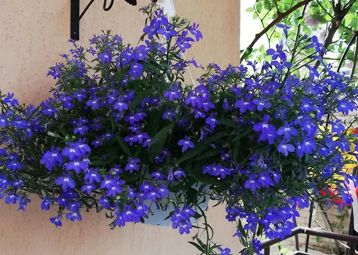 ゲストハウス Ivy