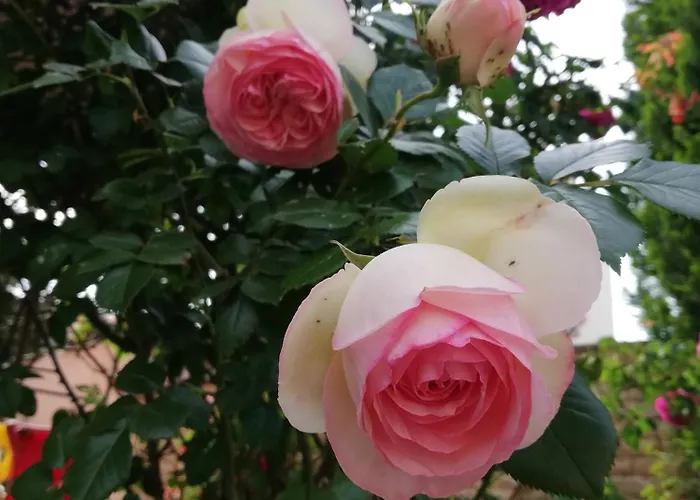 Ivy ゲストハウス ラヴダ