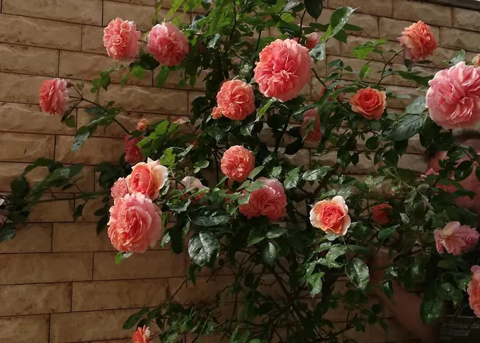 Ivy ゲストハウス