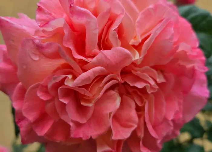 ゲストハウス Ivy 2*