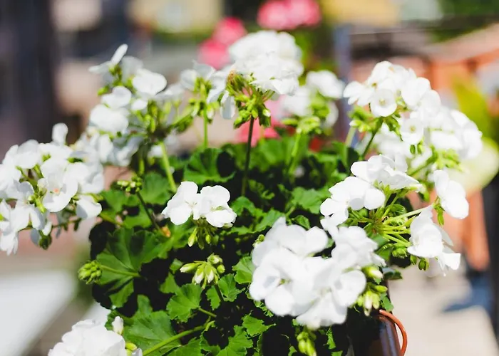 Ivy ゲストハウス